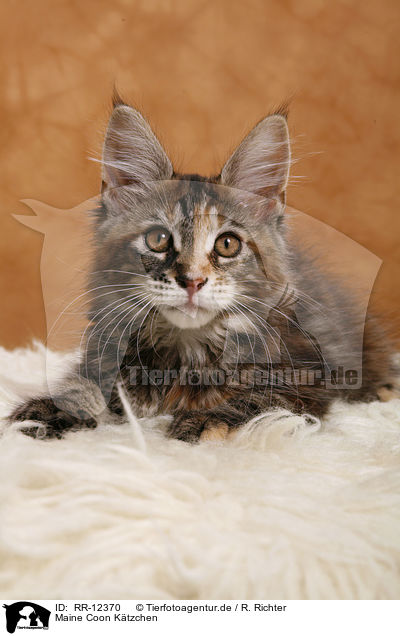 Maine Coon Ktzchen / Kitten / RR-12370