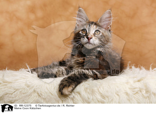 Maine Coon Ktzchen / Kitten / RR-12375