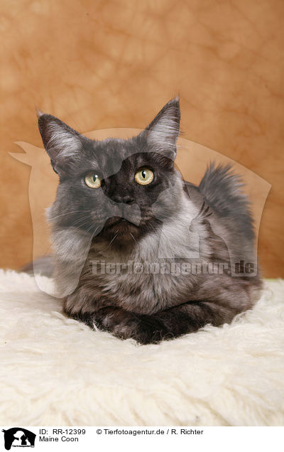 Maine Coon / Maine Coon / RR-12399