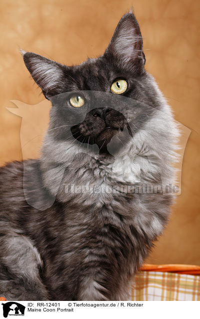 Maine Coon Portrait / Maine Coon Portrait / RR-12401