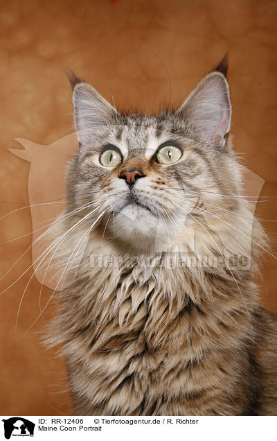 Maine Coon Portrait / Maine Coon Portrait / RR-12406