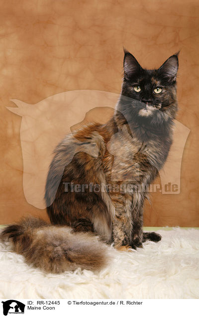 Maine Coon / Maine Coon / RR-12445