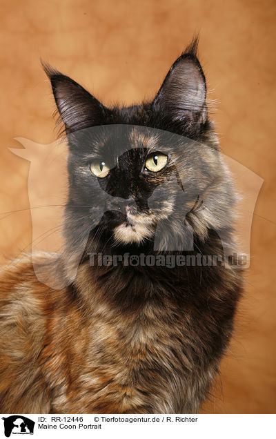 Maine Coon Portrait / Maine Coon Portrait / RR-12446