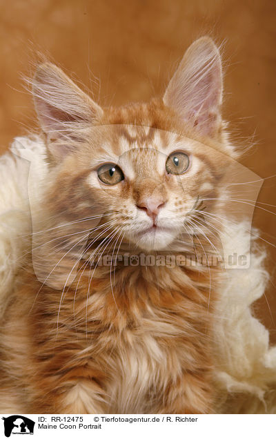 Maine Coon Portrait / Maine Coon Portrait / RR-12475