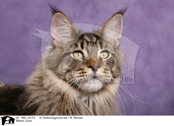 Maine Coon / Maine Coon / RR-12515