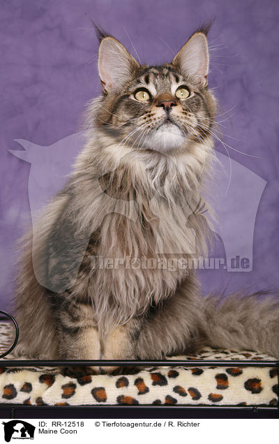 Maine Coon / Maine Coon / RR-12518