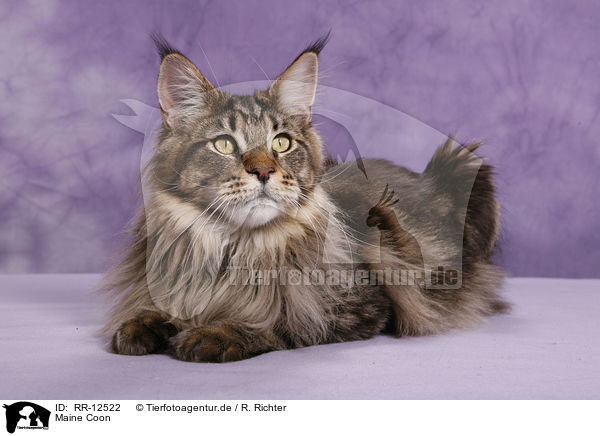 Maine Coon / Maine Coon / RR-12522