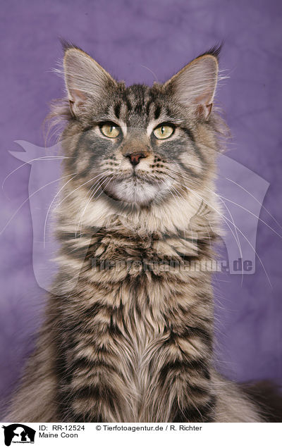 Maine Coon / Maine Coon / RR-12524