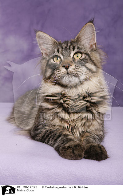 Maine Coon / Maine Coon / RR-12525