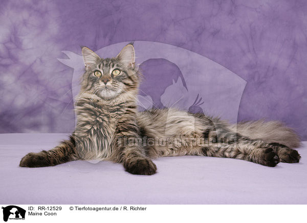 Maine Coon / Maine Coon / RR-12529