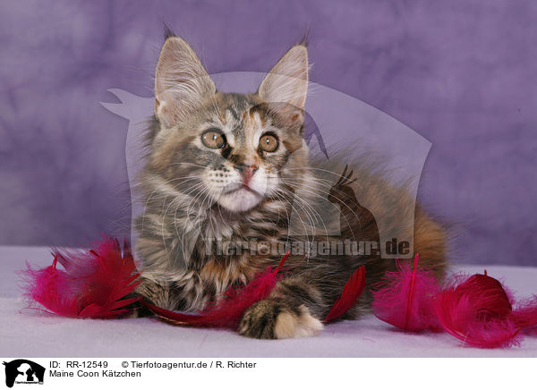 Maine Coon Ktzchen / Maine Coon Kitten / RR-12549