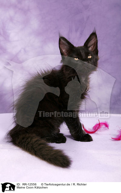 Maine Coon Ktzchen / Maine Coon Kitten / RR-12556