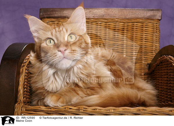 Maine Coon / Maine Coon / RR-12590