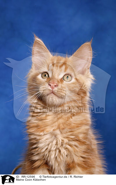 Maine Coon Ktzchen / Maine Coon Kitten / RR-12596