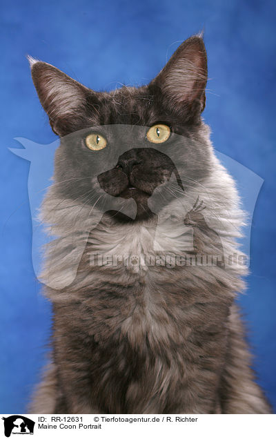 Maine Coon Portrait / Maine Coon Portrait / RR-12631