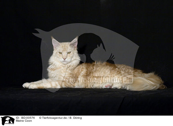 Maine Coon / Maine Coon / BD-00576