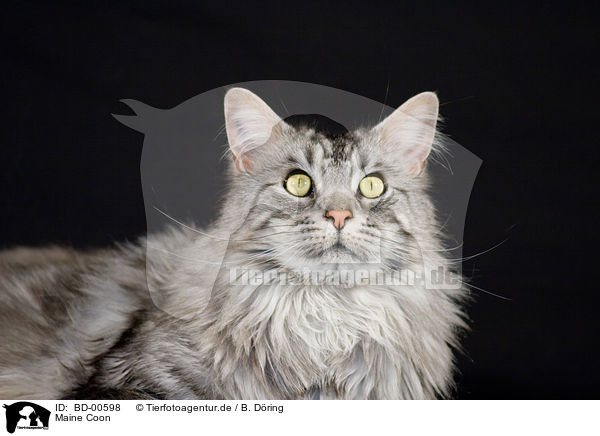 Maine Coon / Maine Coon / BD-00598