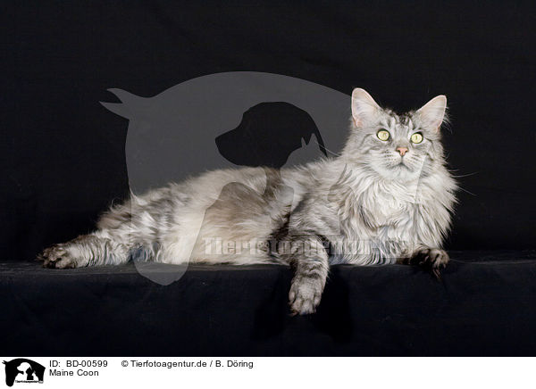 Maine Coon / Maine Coon / BD-00599