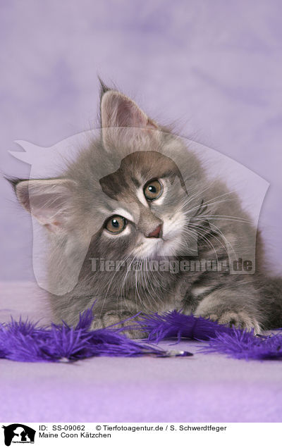 Maine Coon Ktzchen / Maine Coon Kitten / SS-09062