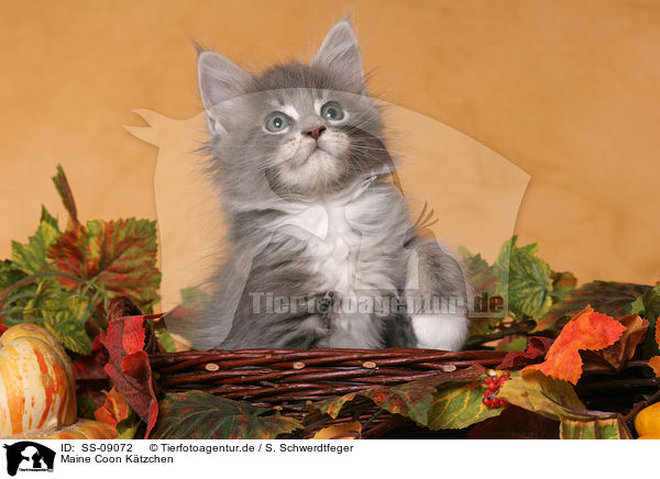 Maine Coon Ktzchen / Maine Coon Kitten / SS-09072