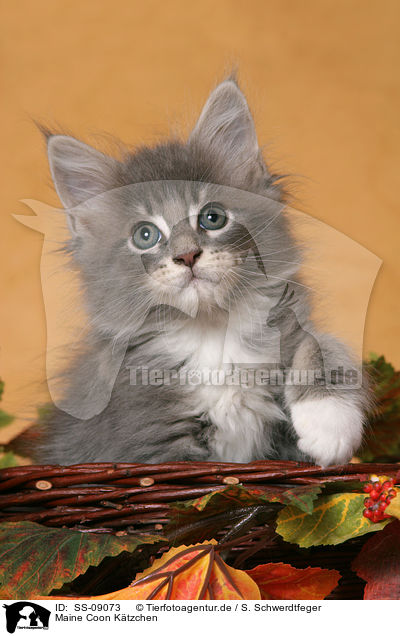 Maine Coon Ktzchen / Maine Coon Kitten / SS-09073