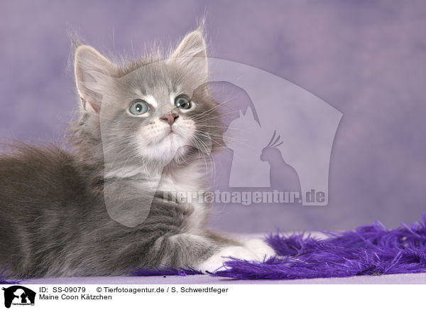 Maine Coon Ktzchen / Maine Coon Kitten / SS-09079