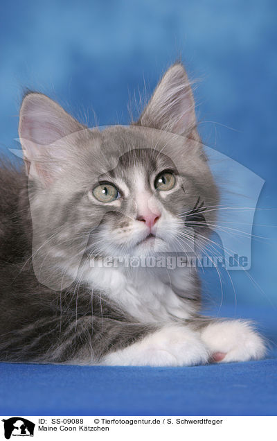 Maine Coon Ktzchen / Maine Coon Kitten / SS-09088