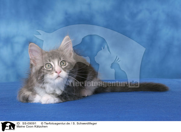 Maine Coon Ktzchen / Maine Coon Kitten / SS-09091