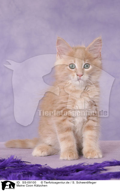 Maine Coon Ktzchen / Maine Coon Kitten / SS-09100