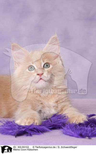 Maine Coon Ktzchen / Maine Coon Kitten / SS-09102