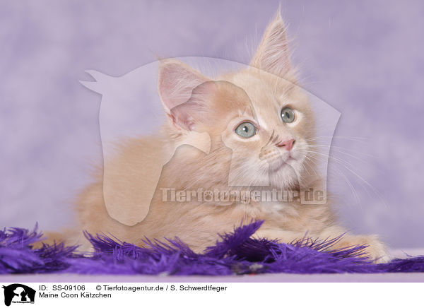 Maine Coon Ktzchen / Maine Coon Kitten / SS-09106