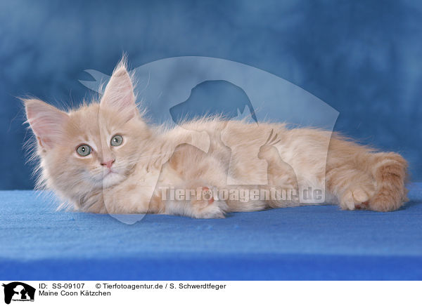 Maine Coon Ktzchen / Maine Coon Kitten / SS-09107