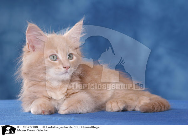 Maine Coon Ktzchen / Maine Coon Kitten / SS-09108