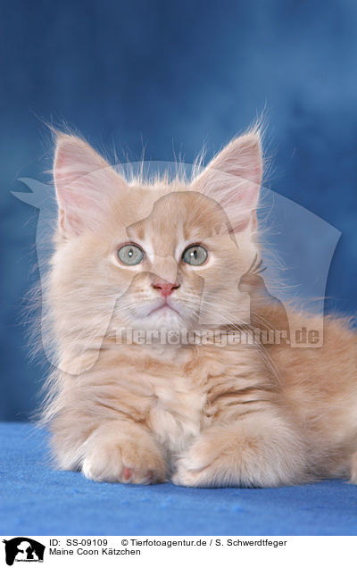 Maine Coon Ktzchen / Maine Coon Kitten / SS-09109