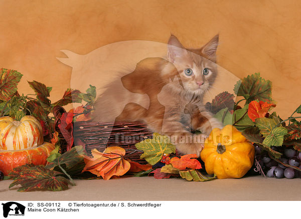 Maine Coon Ktzchen / Maine Coon Kitten / SS-09112