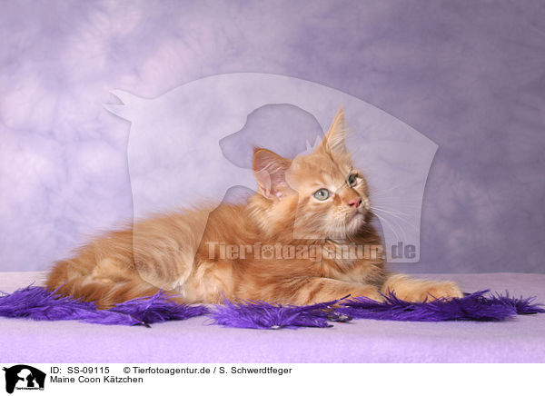 Maine Coon Ktzchen / Maine Coon Kitten / SS-09115