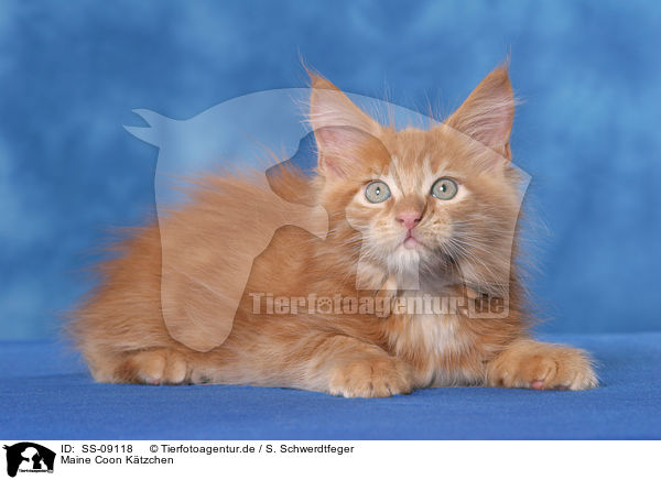 Maine Coon Ktzchen / Maine Coon Kitten / SS-09118