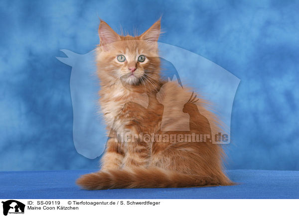 Maine Coon Ktzchen / Maine Coon Kitten / SS-09119