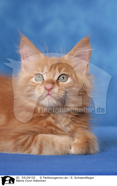 Maine Coon Ktzchen / Maine Coon Kitten / SS-09120