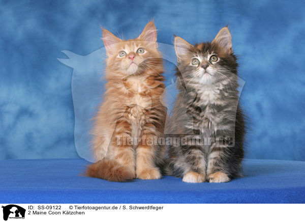 2 Maine Coon Ktzchen / 2 Maine Coon Kitten / SS-09122