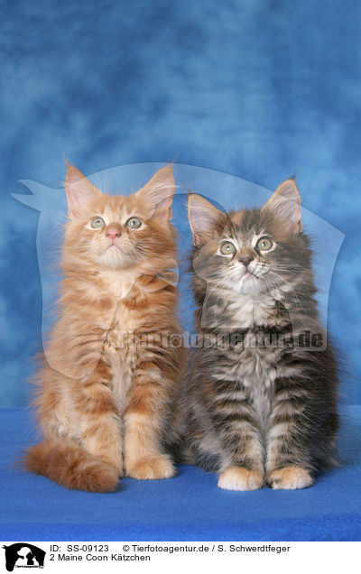 2 Maine Coon Ktzchen / 2 Maine Coon Kitten / SS-09123