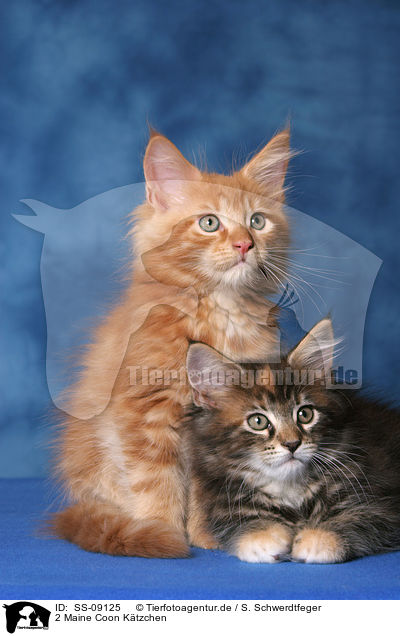 2 Maine Coon Ktzchen / 2 Maine Coon Kitten / SS-09125