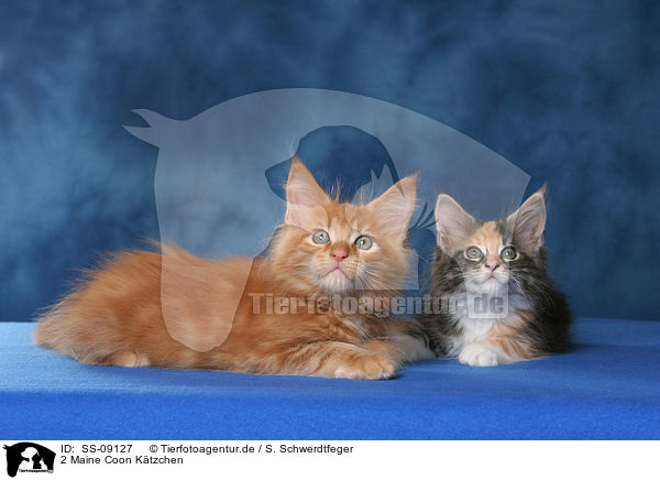 2 Maine Coon Ktzchen / 2 Maine Coon Kitten / SS-09127