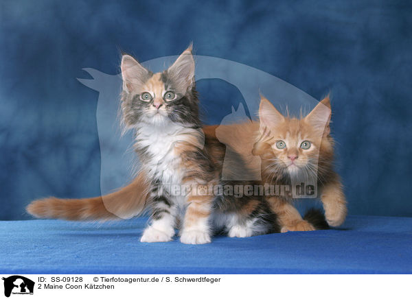 2 Maine Coon Ktzchen / 2 Maine Coon Kitten / SS-09128