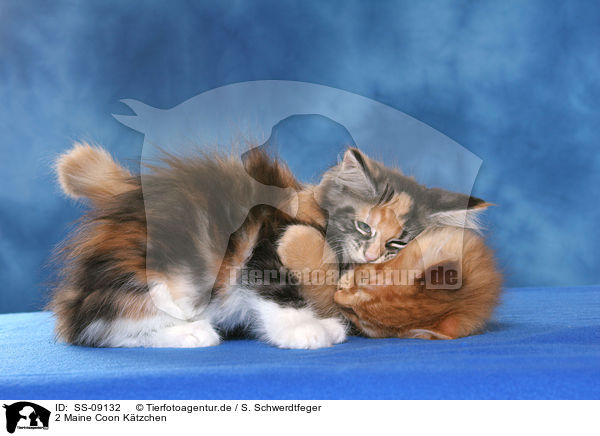 2 Maine Coon Ktzchen / 2 Maine Coon Kitten / SS-09132