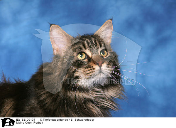 Maine Coon Portrait / Maine Coon Portrait / SS-09137