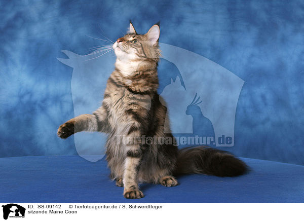 sitzende Maine Coon / sitting Maine Coon / SS-09142