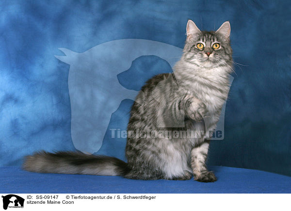 sitzende Maine Coon / sitting Maine Coon / SS-09147