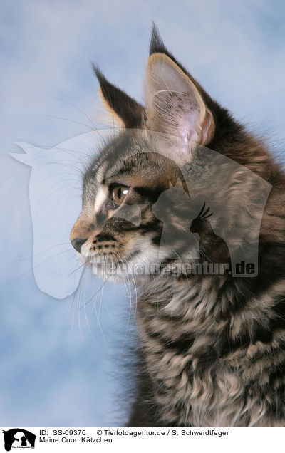 Maine Coon Ktzchen / Maine Coon Kitten / SS-09376