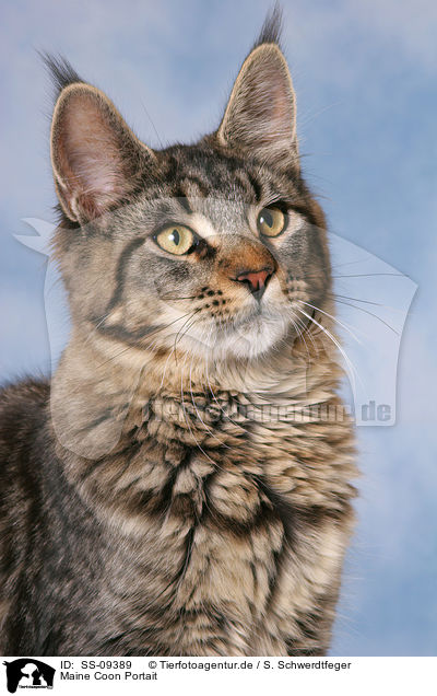 Maine Coon Portait / Maine Coon Portait / SS-09389